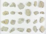 Lot: Blastoid Fossils (Pentremites) On Shale - Pieces #78036-2